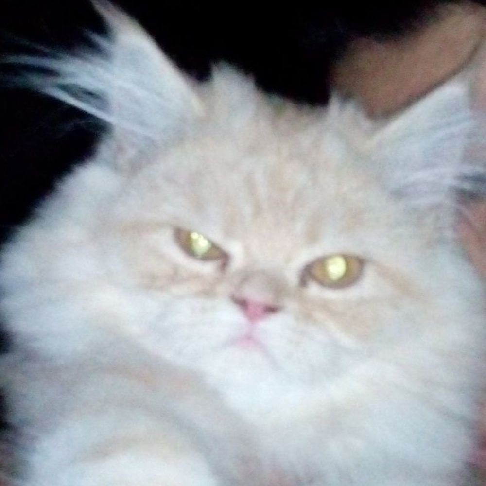 مامان پیکسی