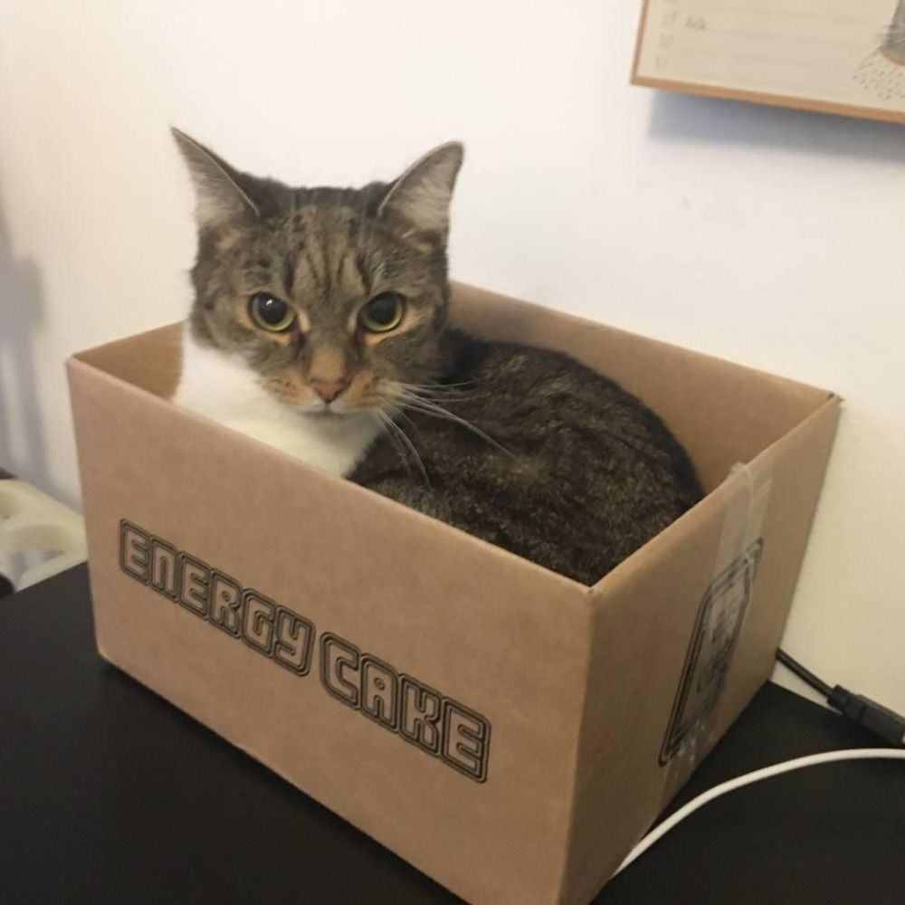 nightcat