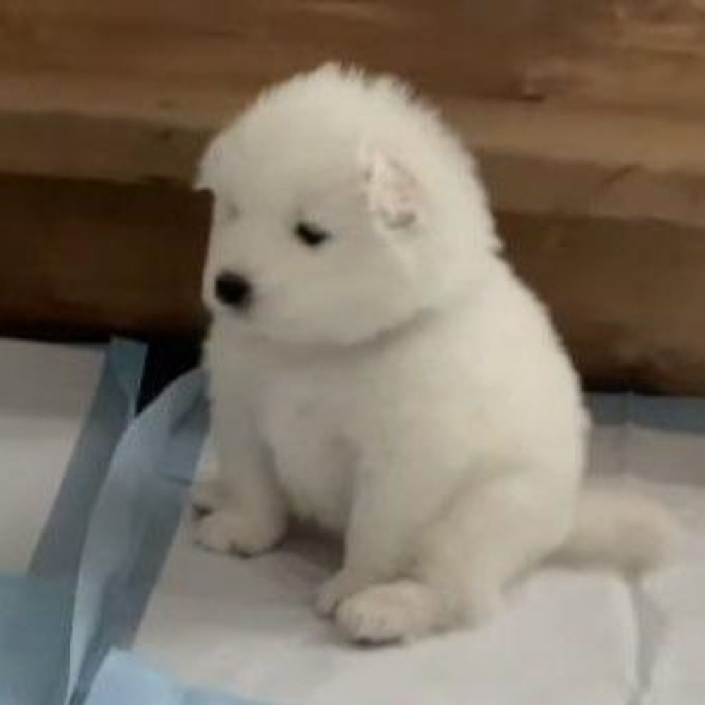 ดุ๊ยดุ่ย