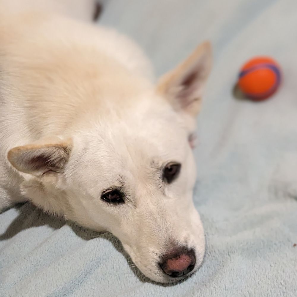Dodam the Jindo Dog