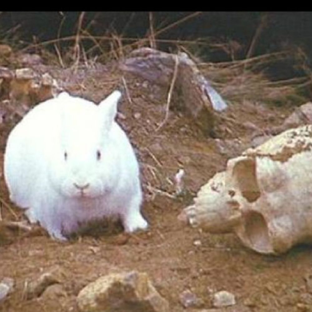 Angry Bunny