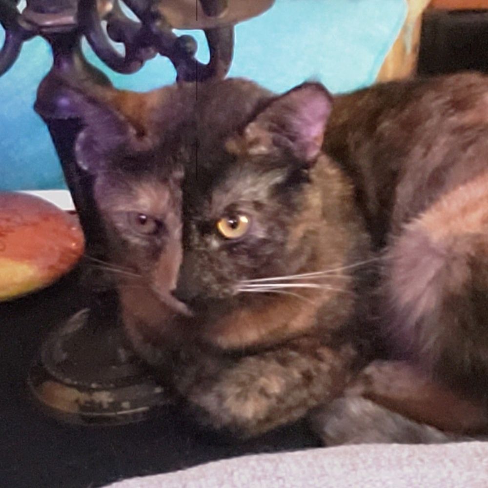 Tina