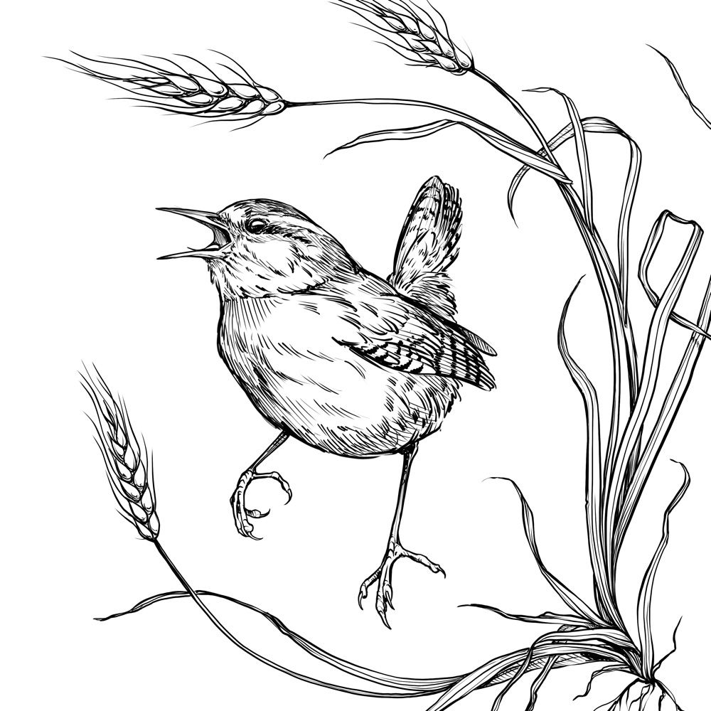 Alia Bird