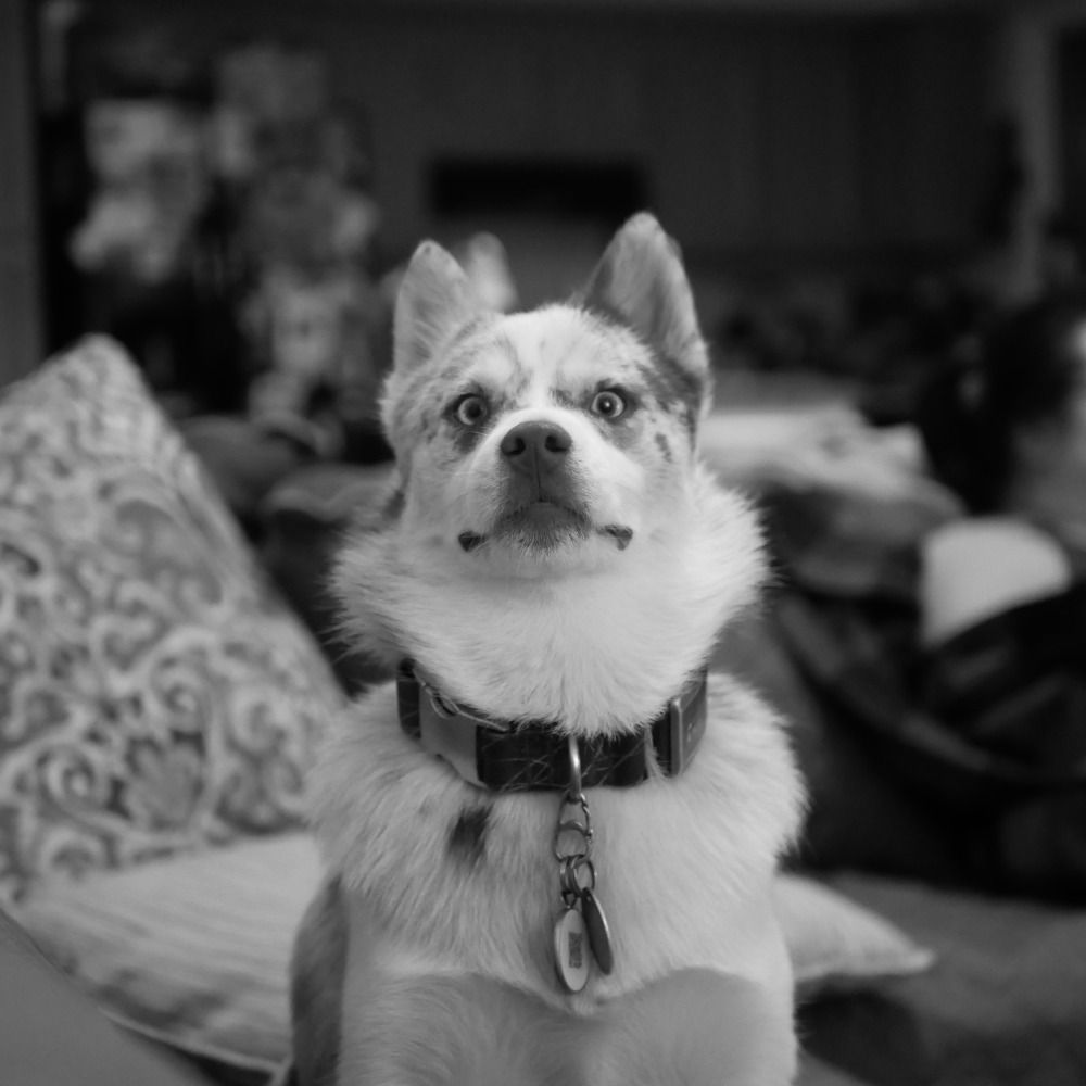 Travis