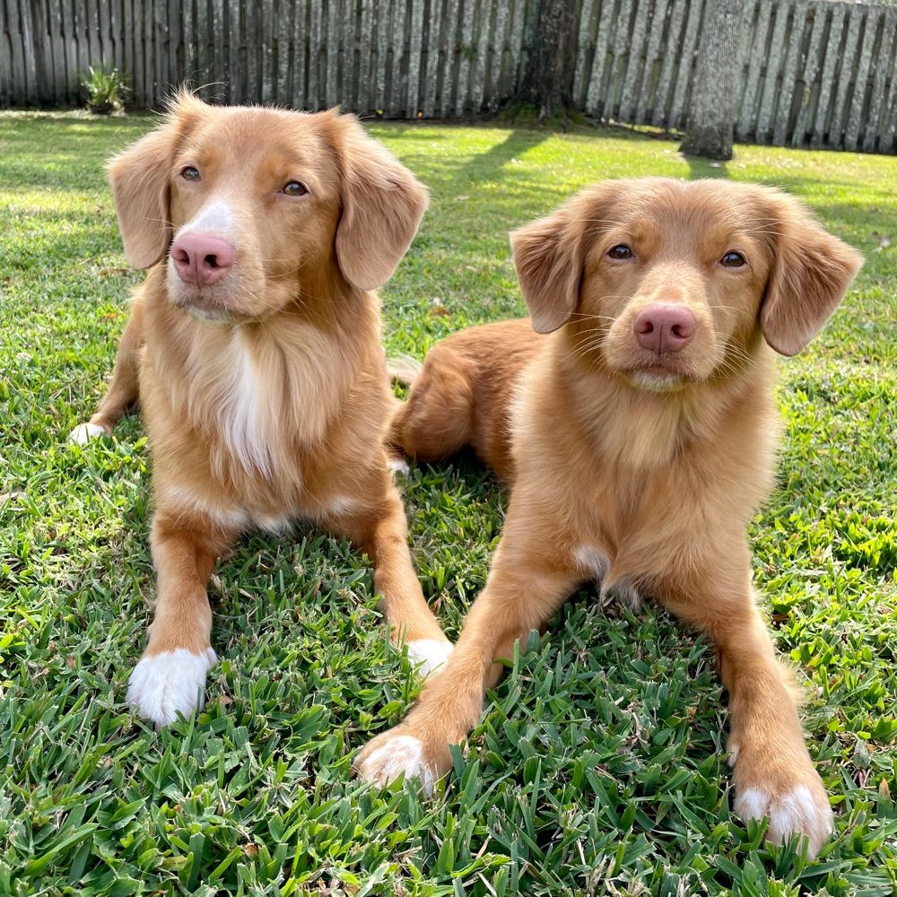 Southwind Tollers