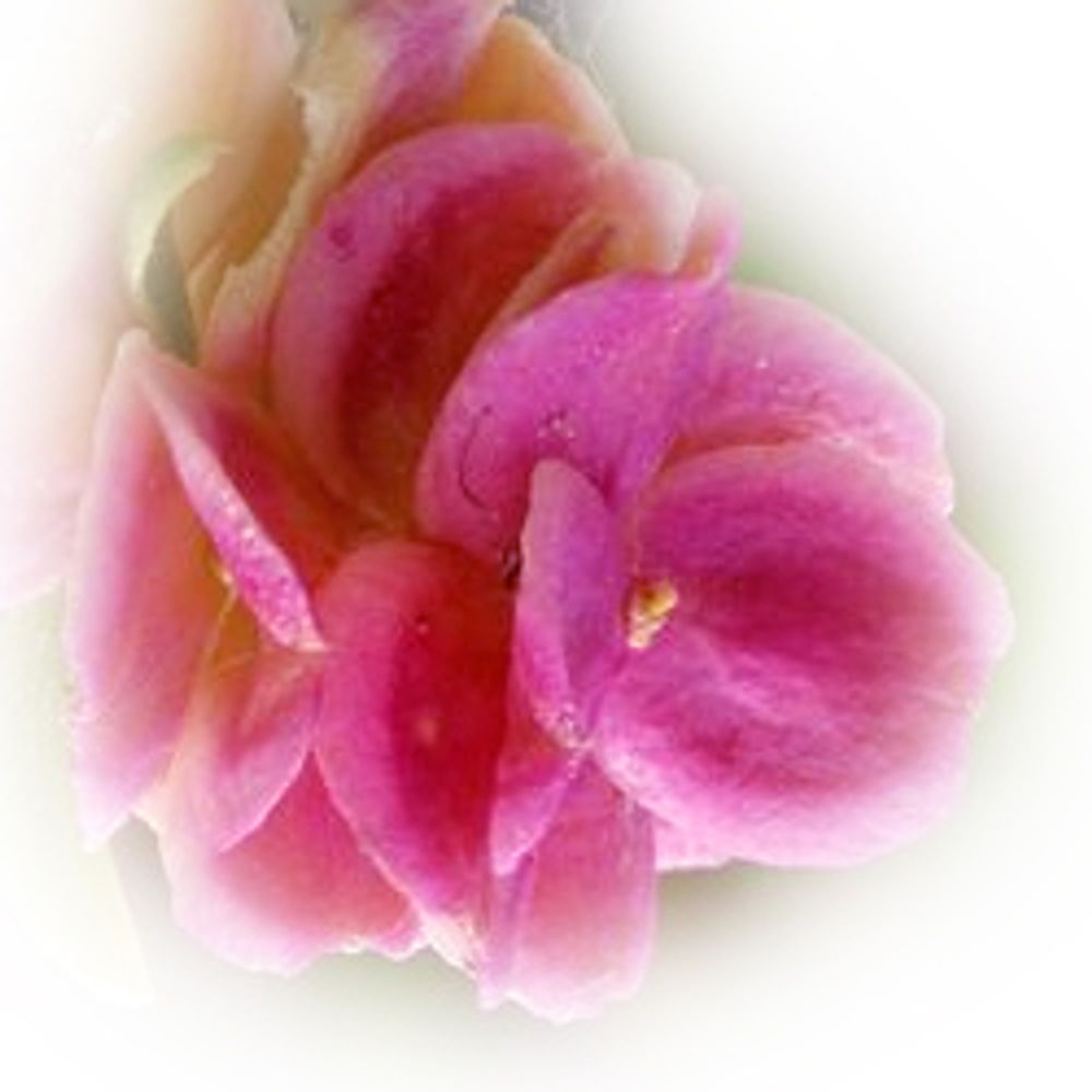 Donna Lucas