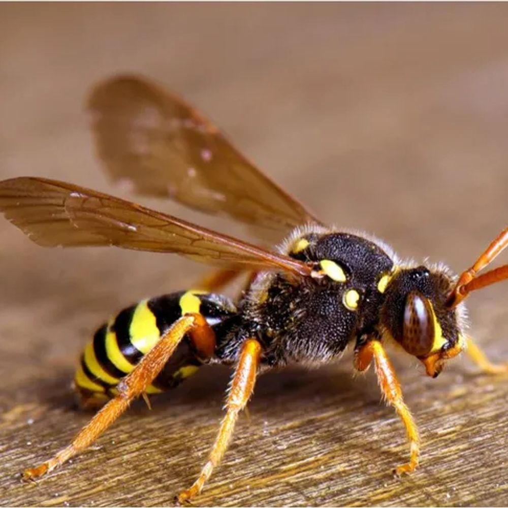 wasp