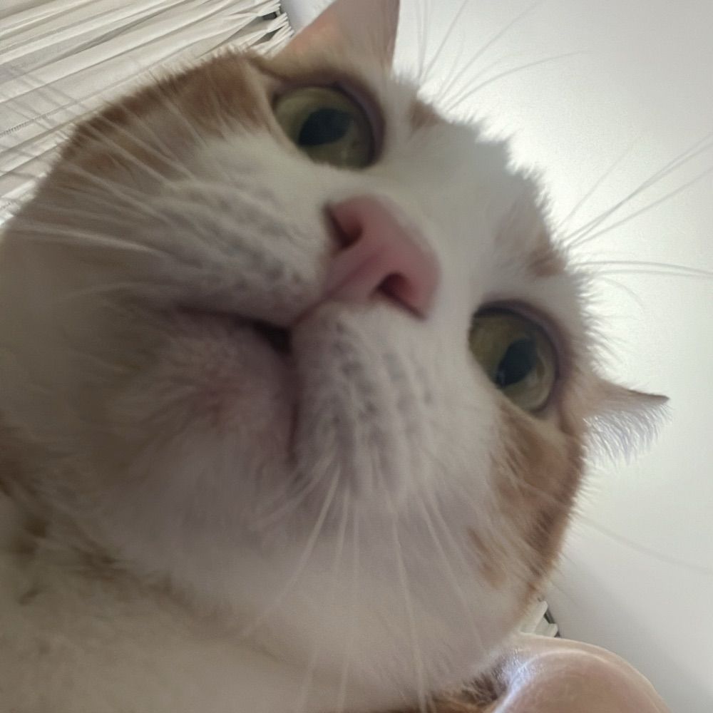 Elis