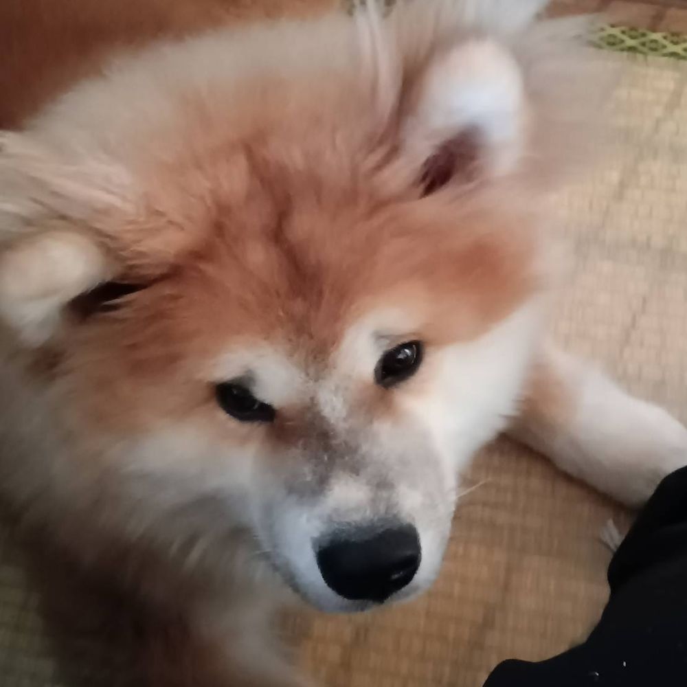 あずき