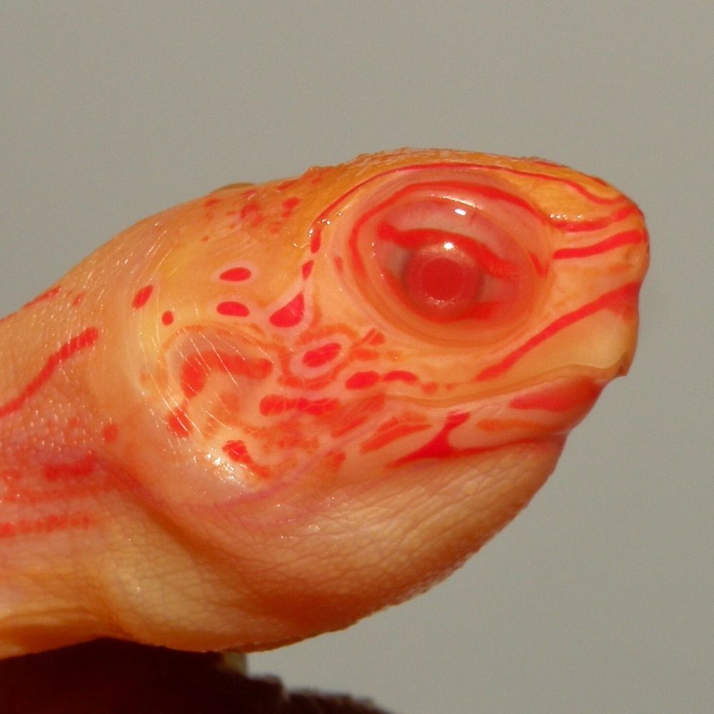 Albinoturtles.com