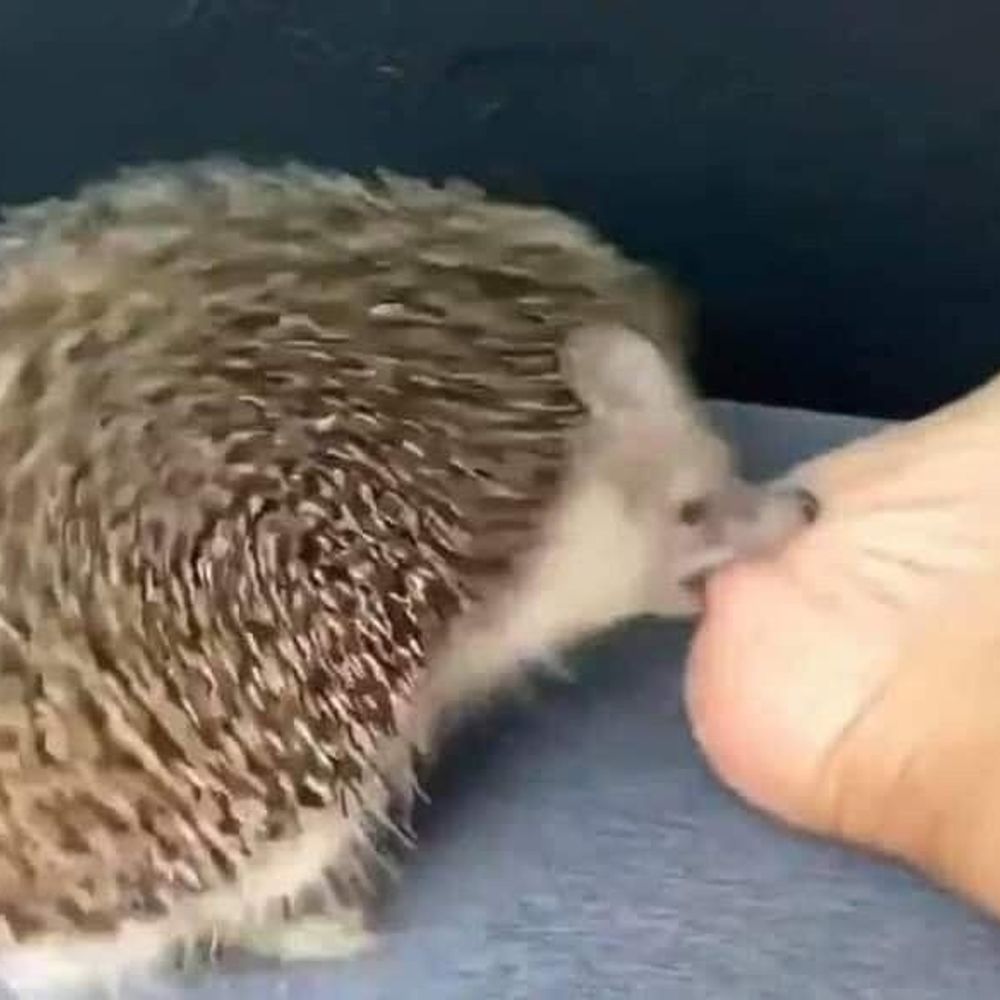 채소쏙스
