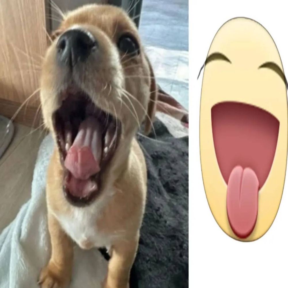 Bebetinha 