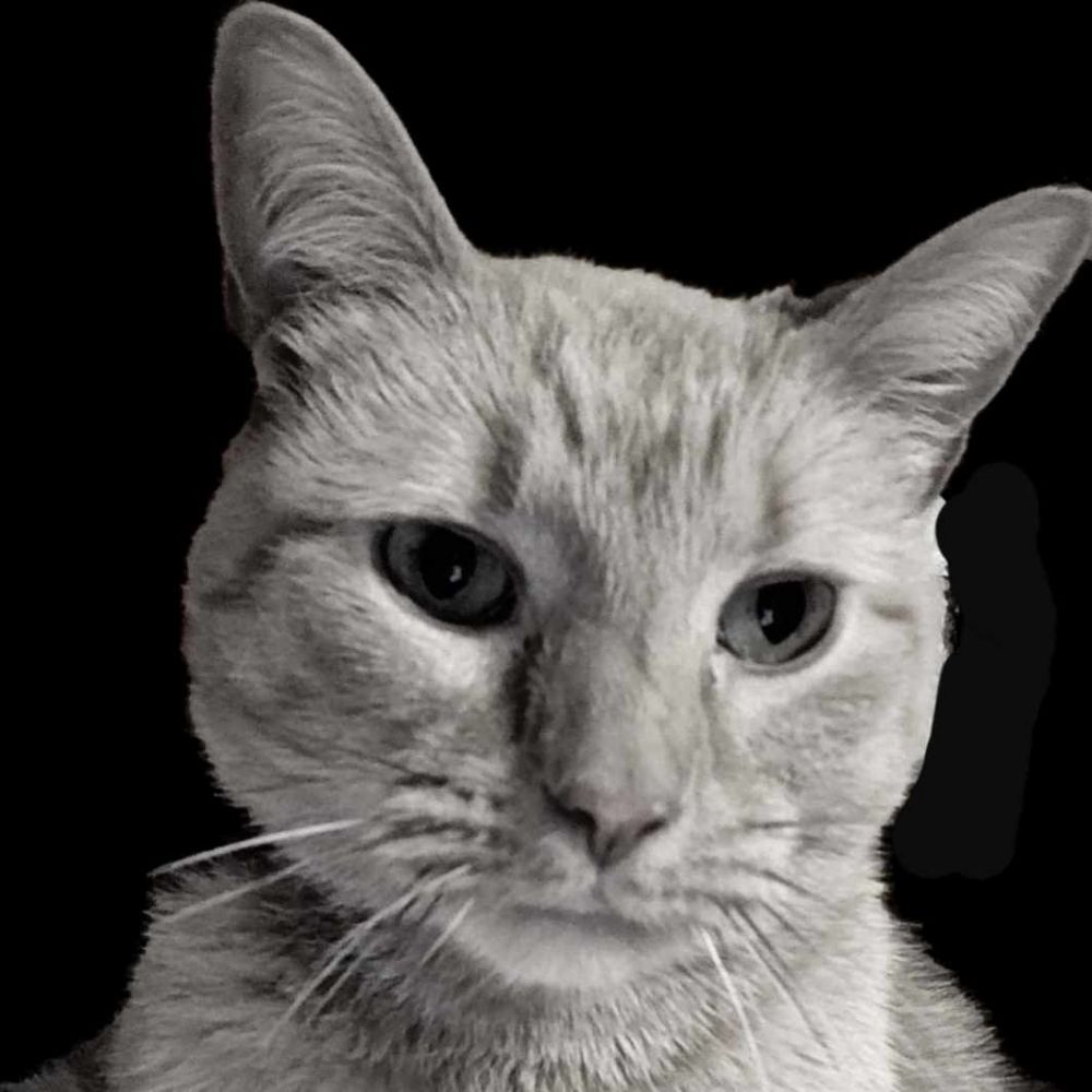 #1 Treacherous stan 