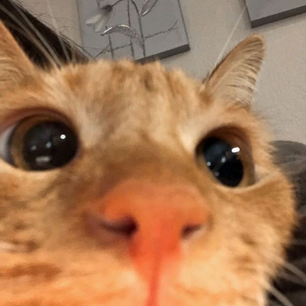 Zigy