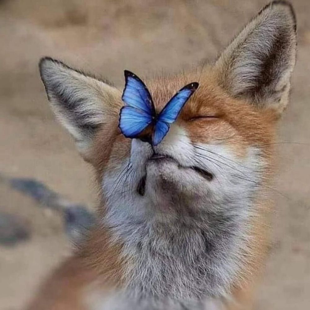 LilBlondeFox