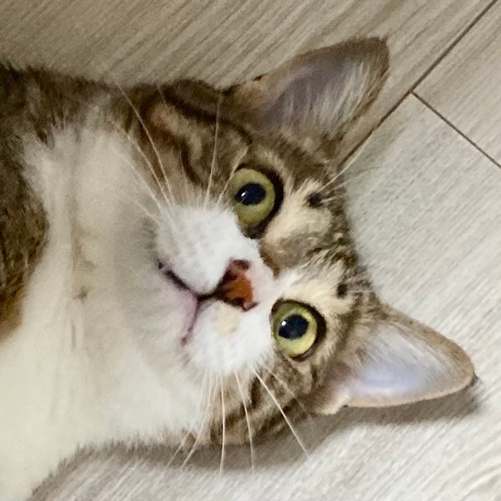 しらかわあずま