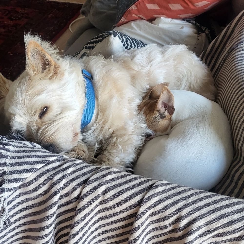 Wotadog