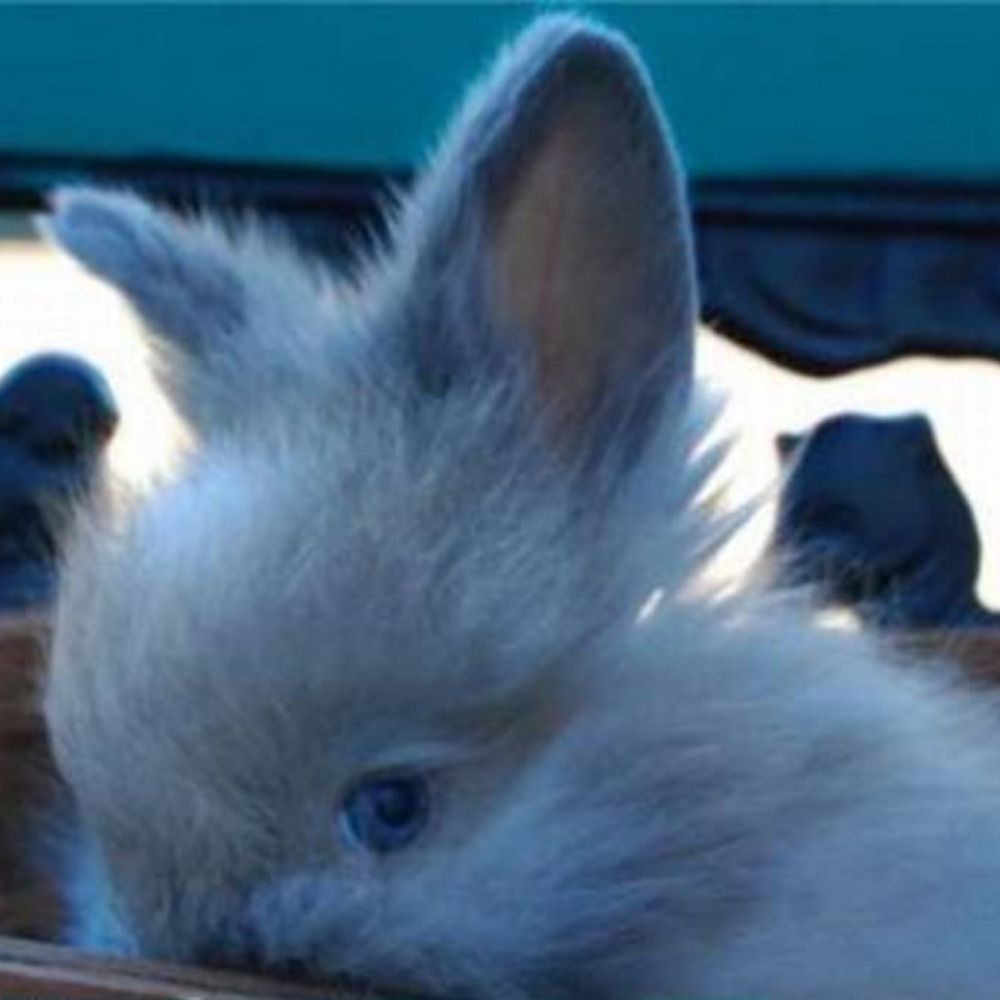 The little anonymous Bun.
