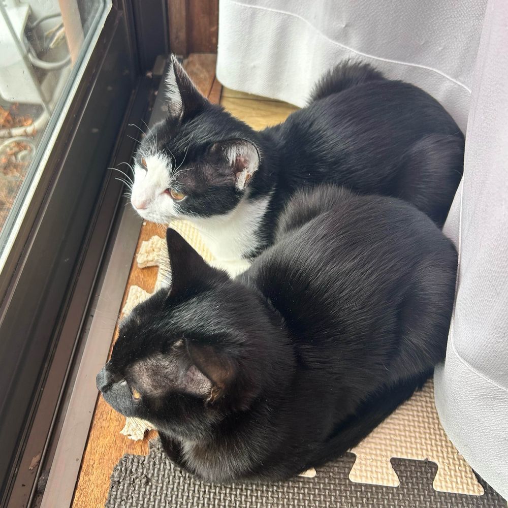 梨猫