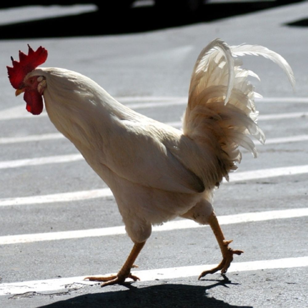 el gallito