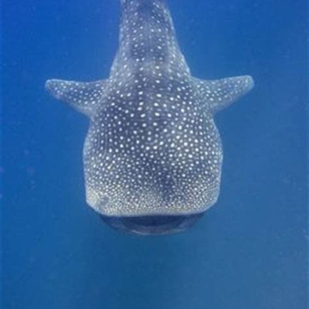 Polkadot Shark