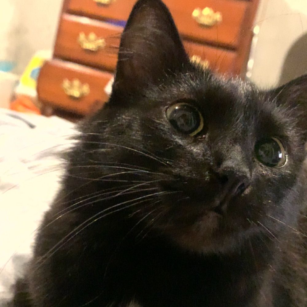 Jamie