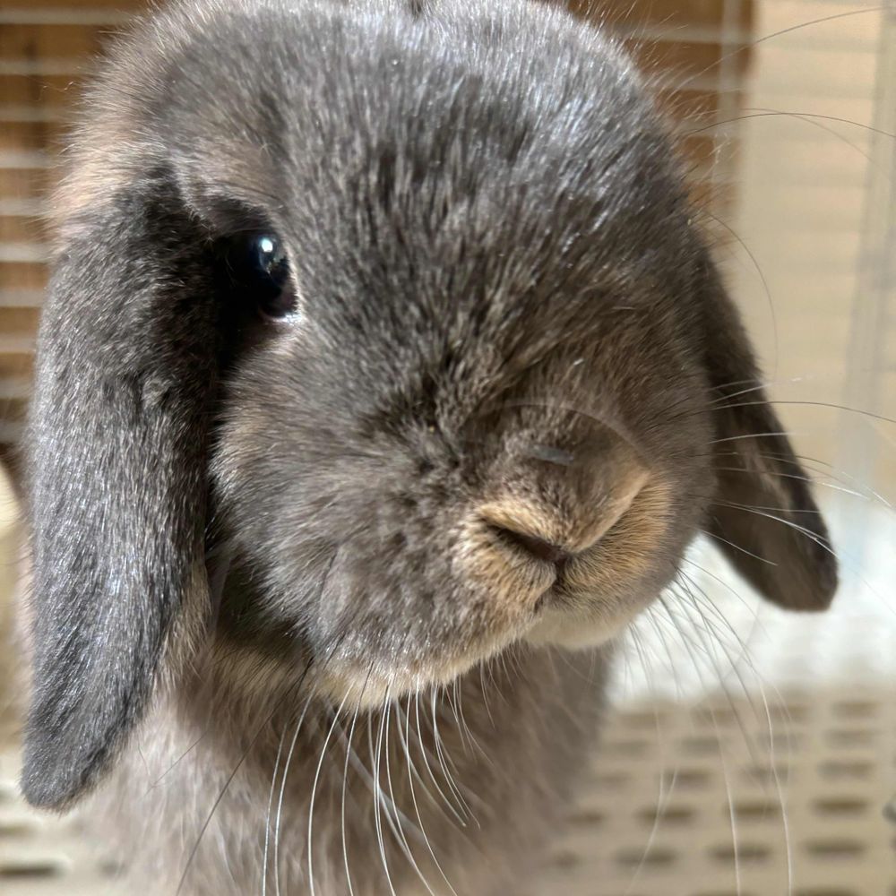 ちゃお。