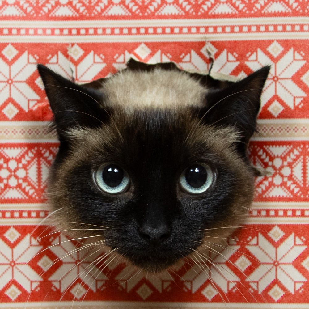 Mimi
