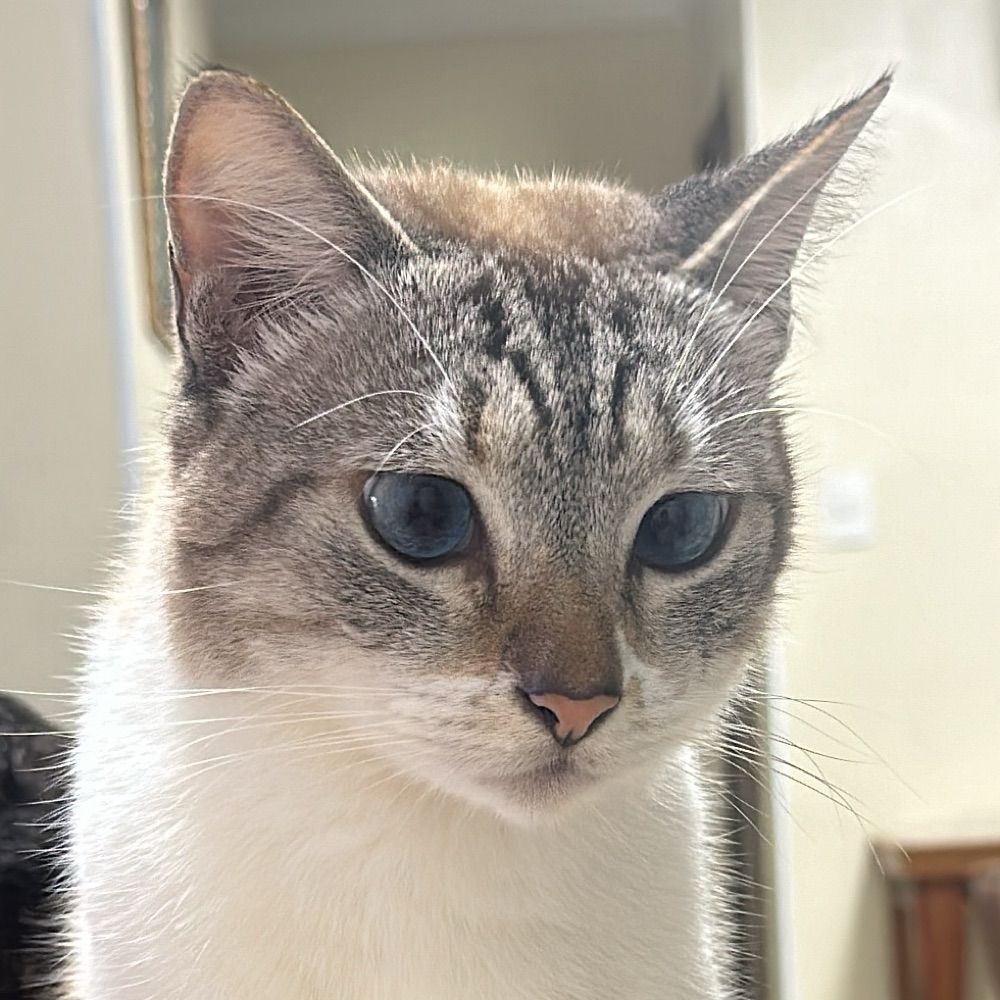 Mãe de gato 
