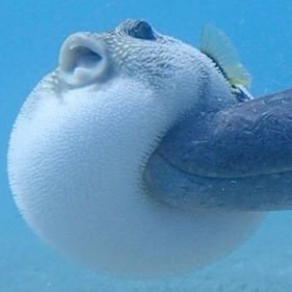 フグゥ