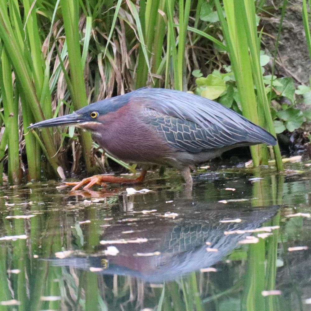 bird