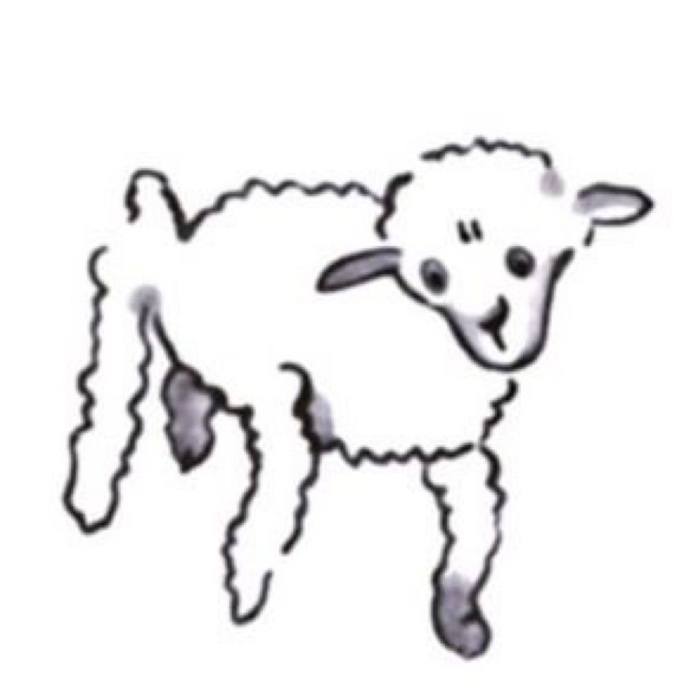 𖤐 sheep 새끼 