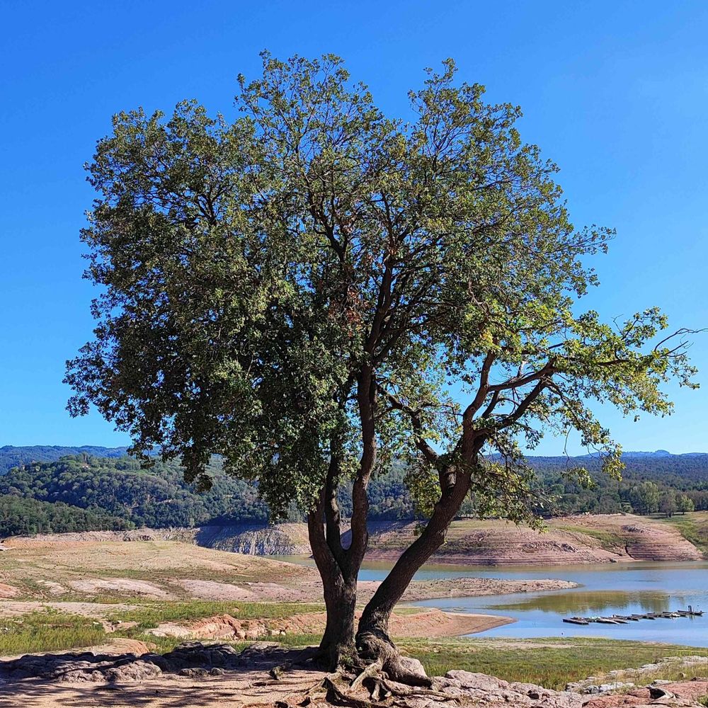 Waldbaderin