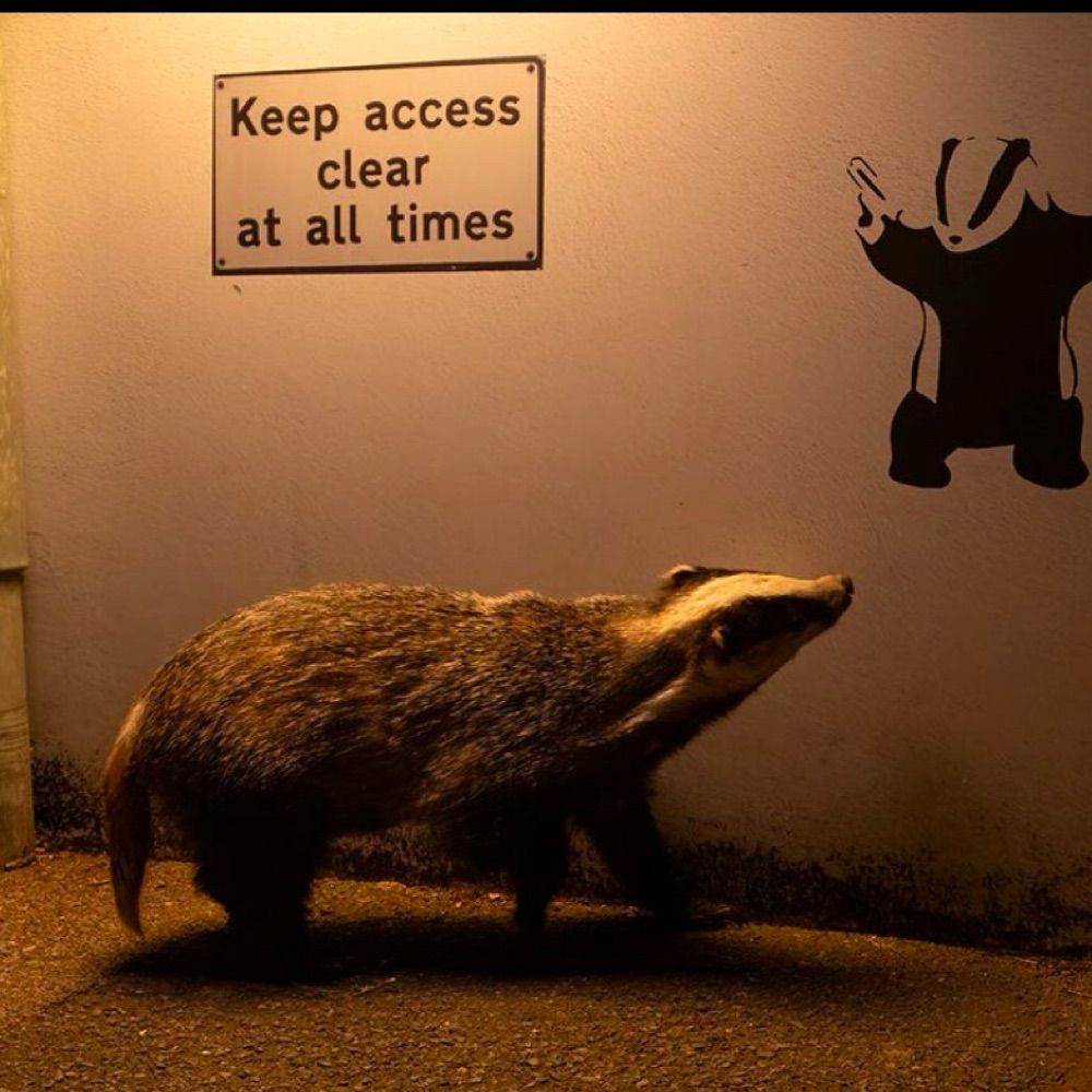 BadgerTheBaker