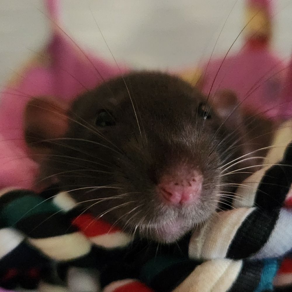 RatPuppetedGamer
