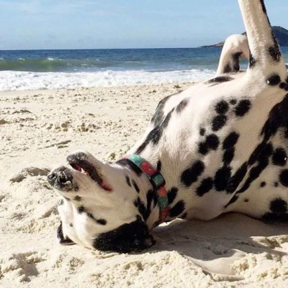 cachorro de praia