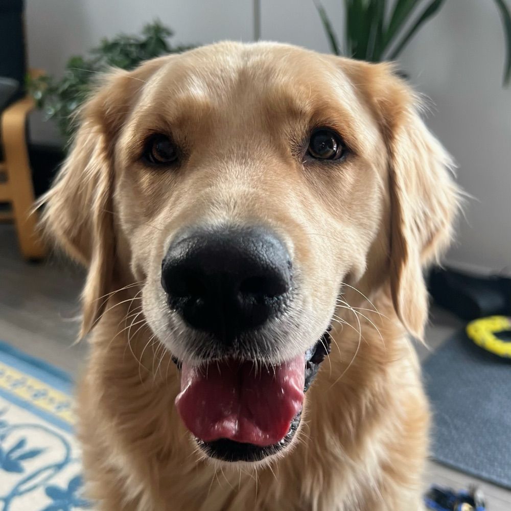 Fira 🩷 your favorite Golden retriever