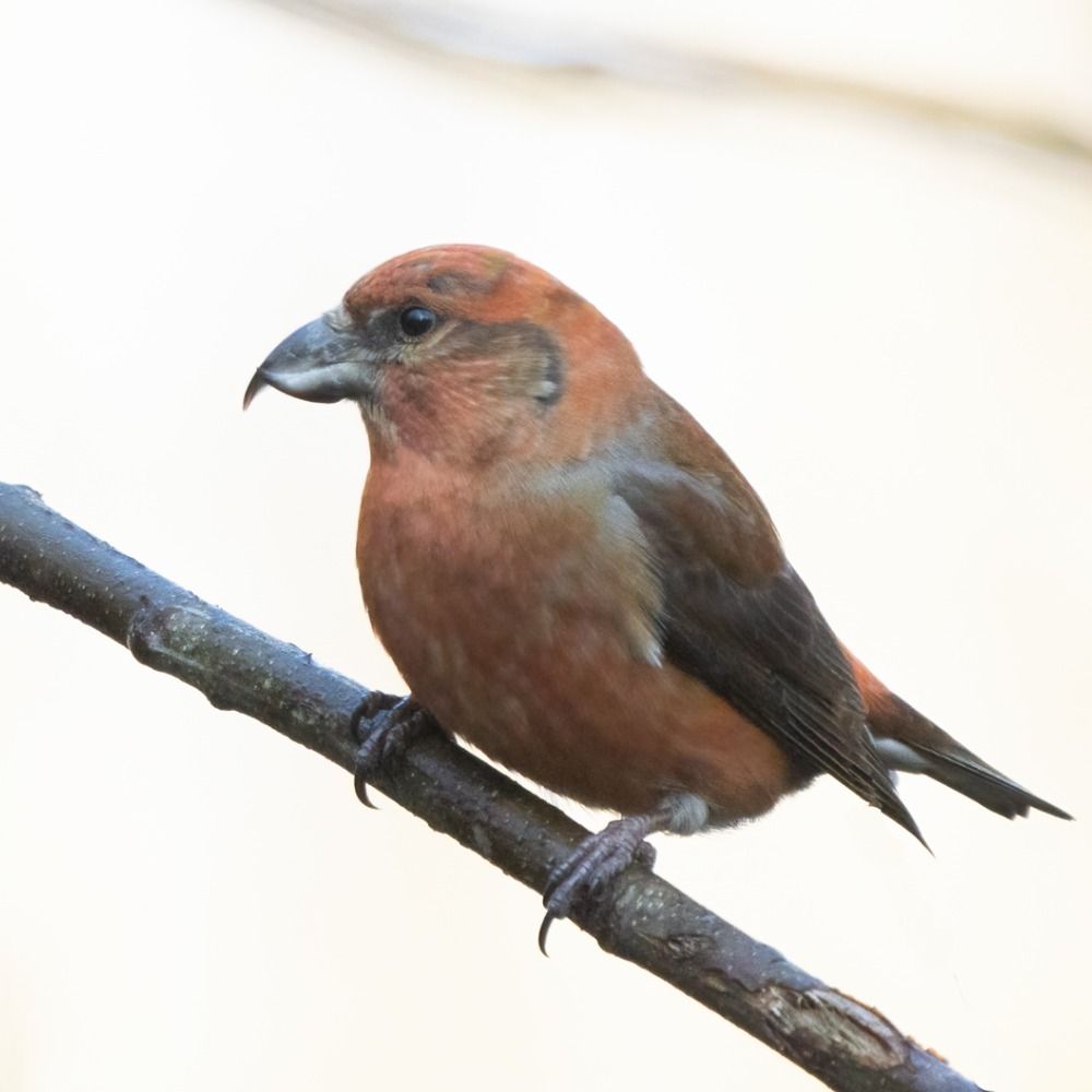 Seasalter birder
