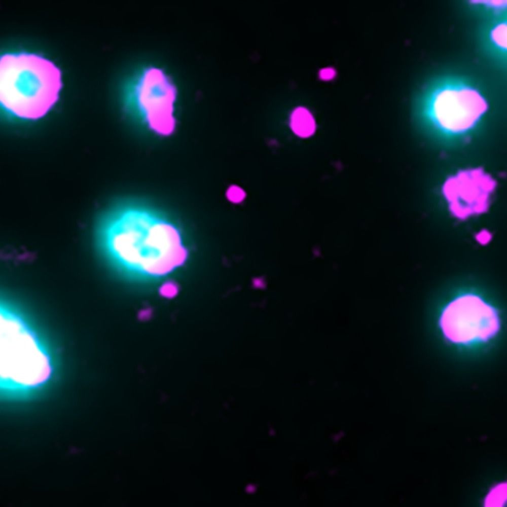 Molecular Machines & Structural Virology Group