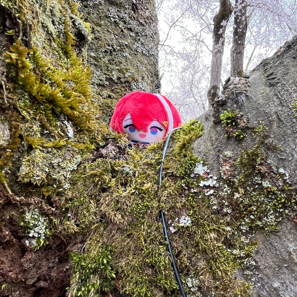 ﾓﾝｺﾞﾘﾜﾝ