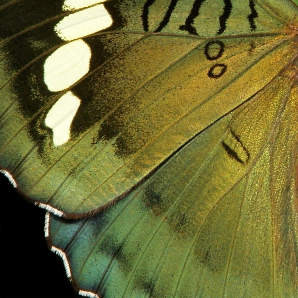 xvynth