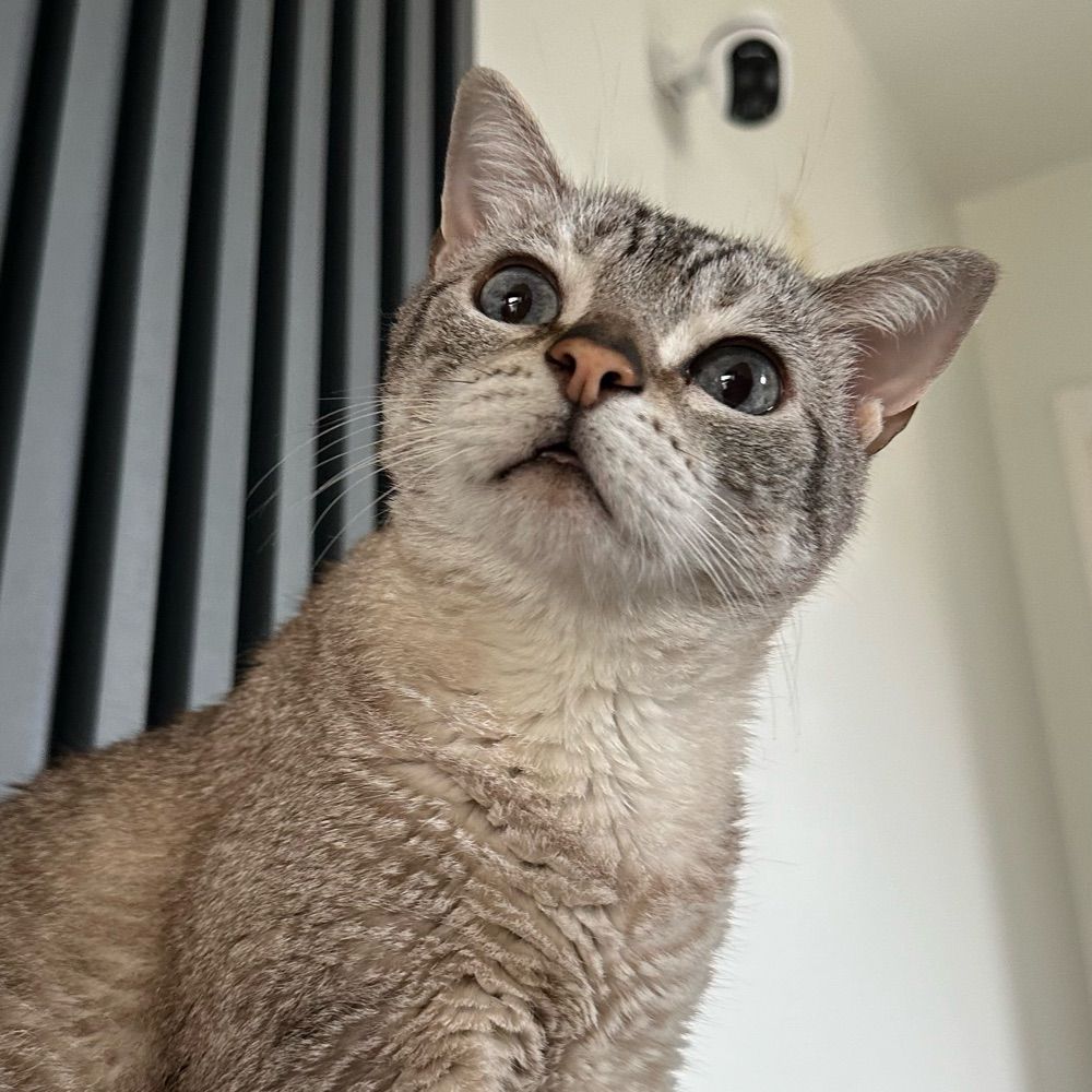 Gato Miu