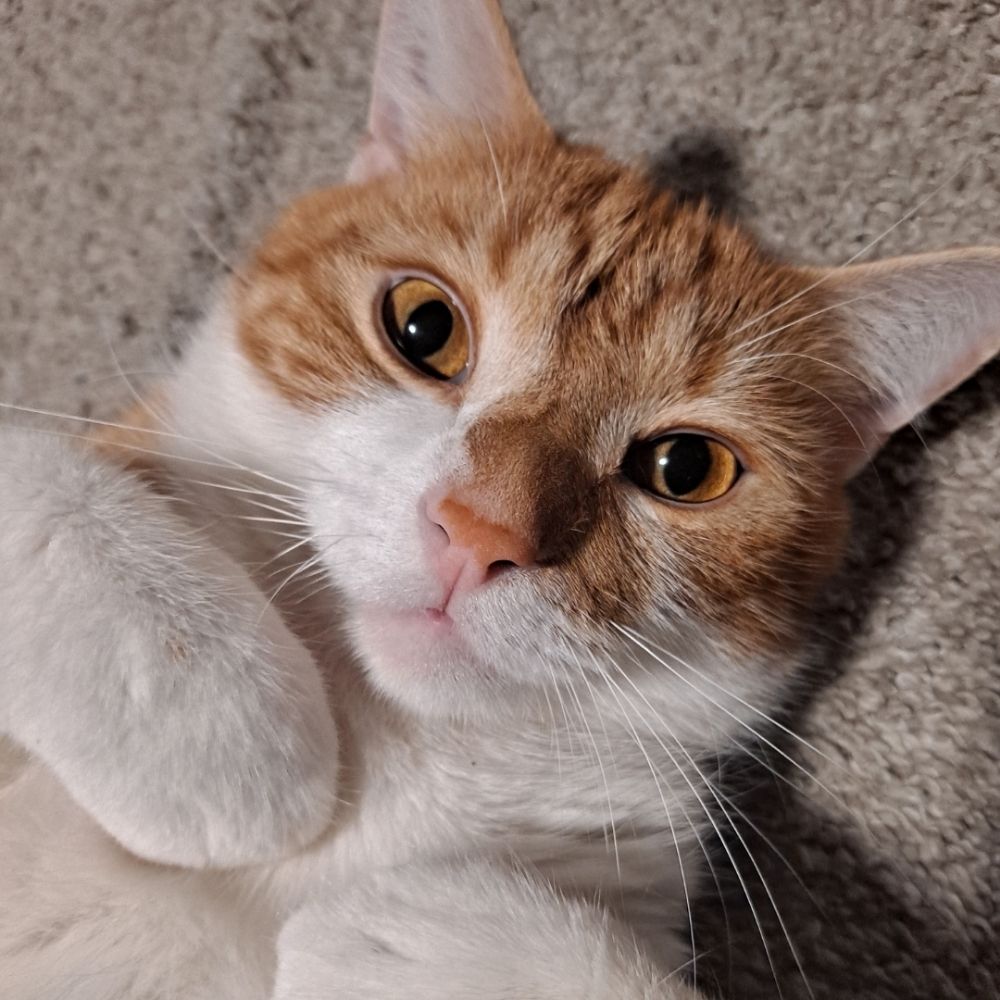 Wiggly Charlie
