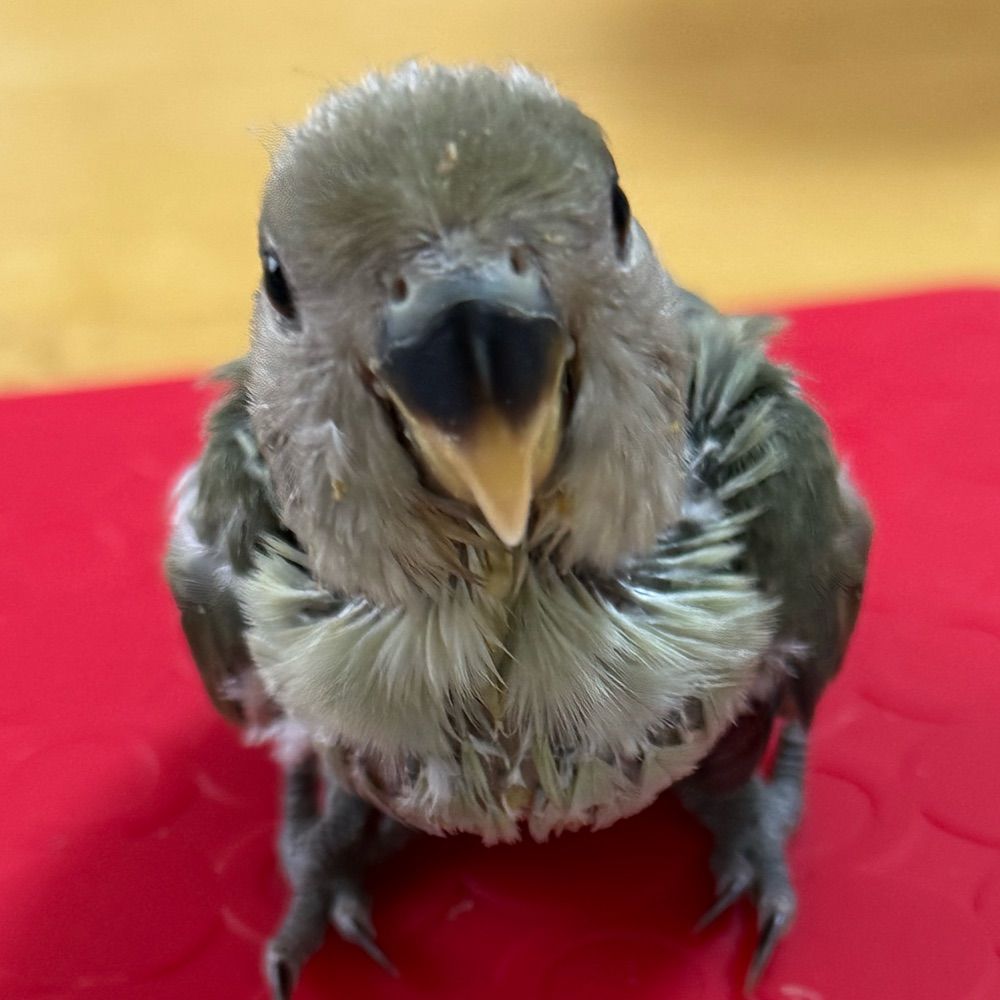 春日部こみと