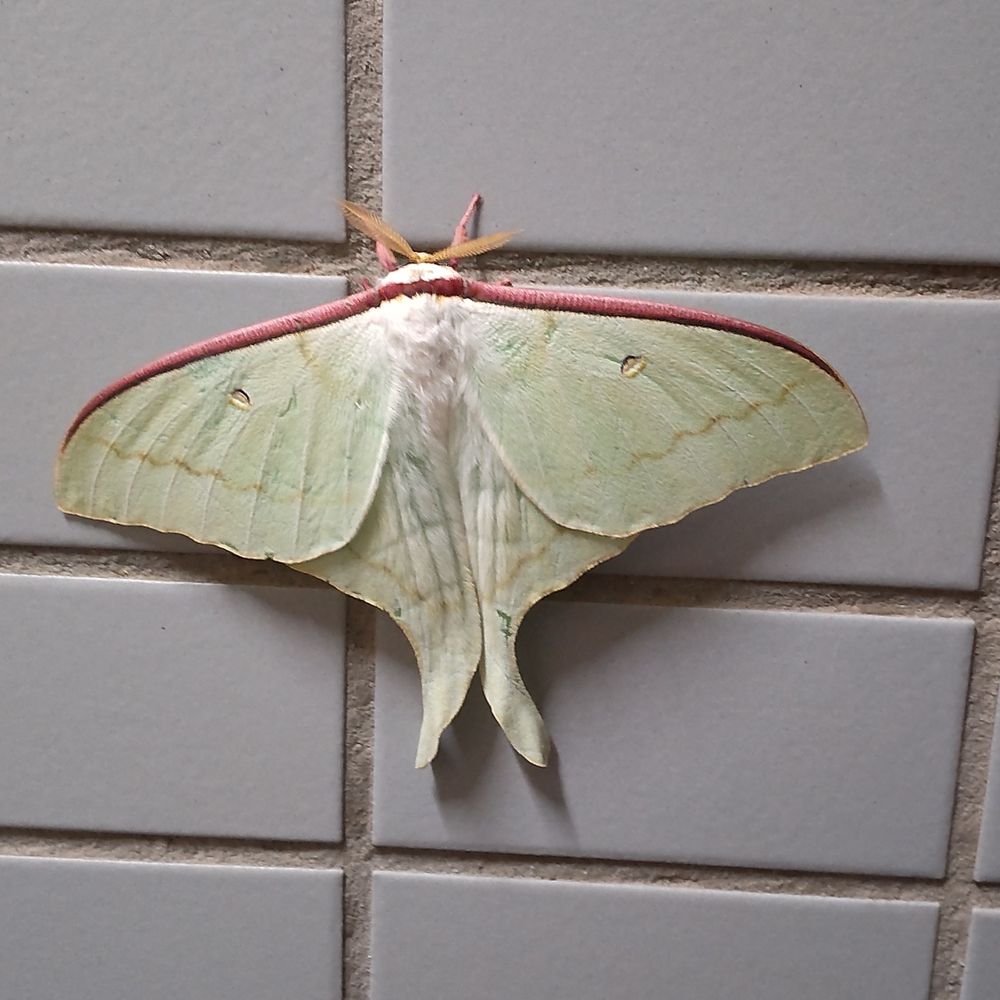 .*†┏┛🍡┗┓†*.𓃠