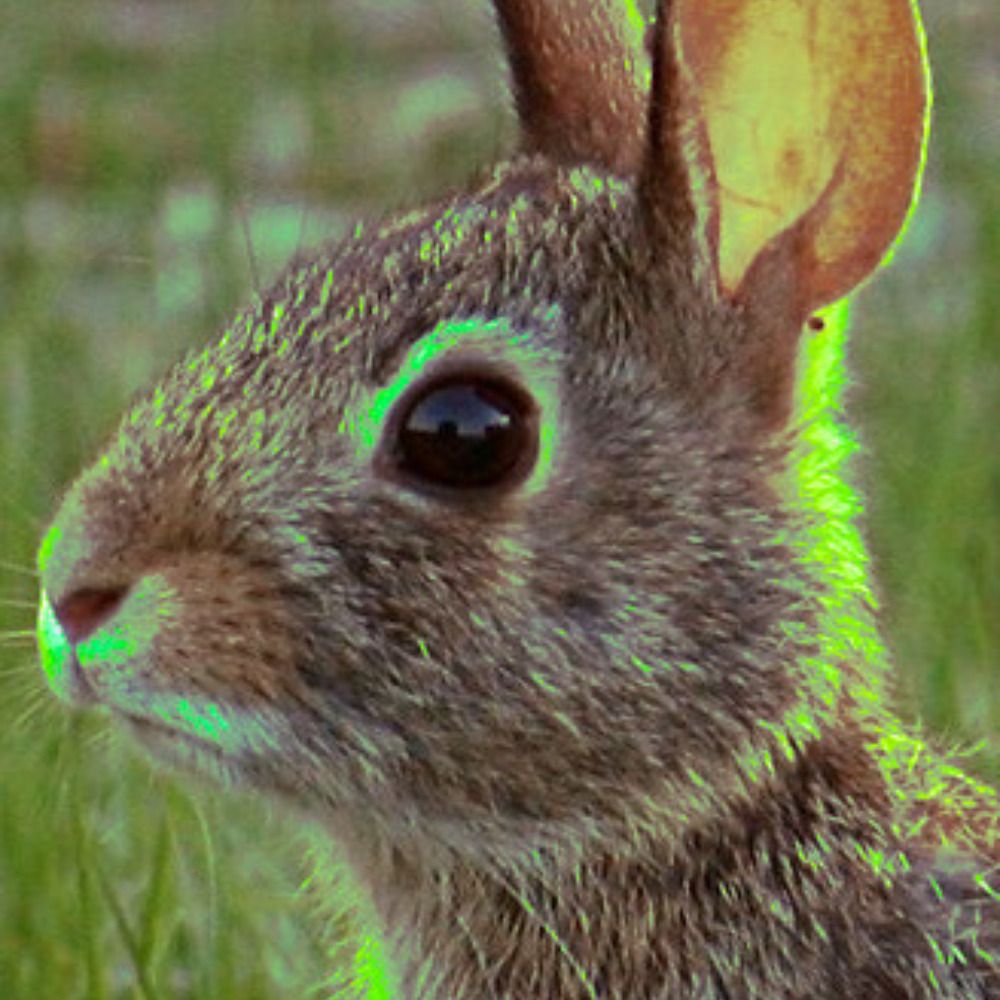 Conejo