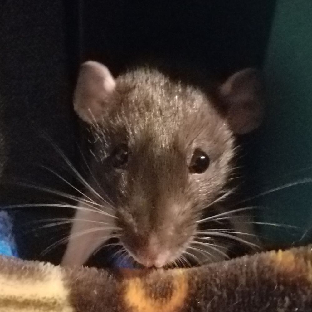 MysticalRodent