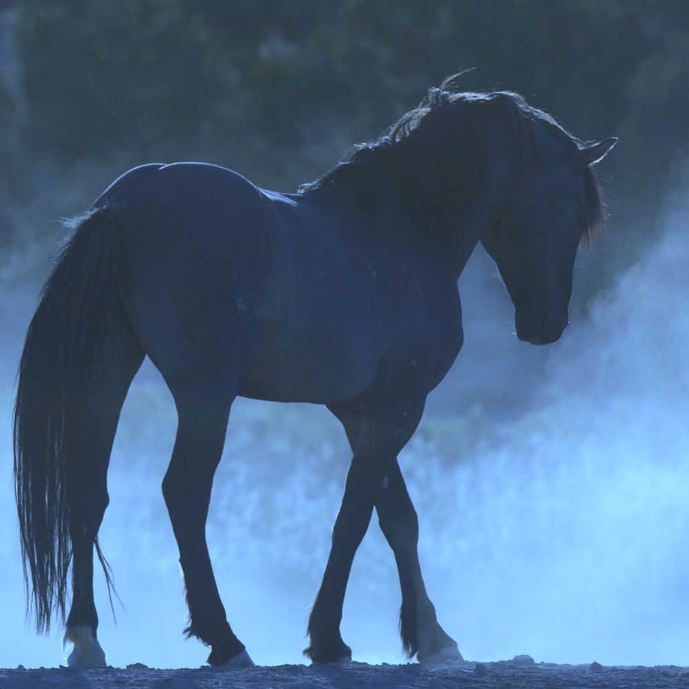 BlueEquus