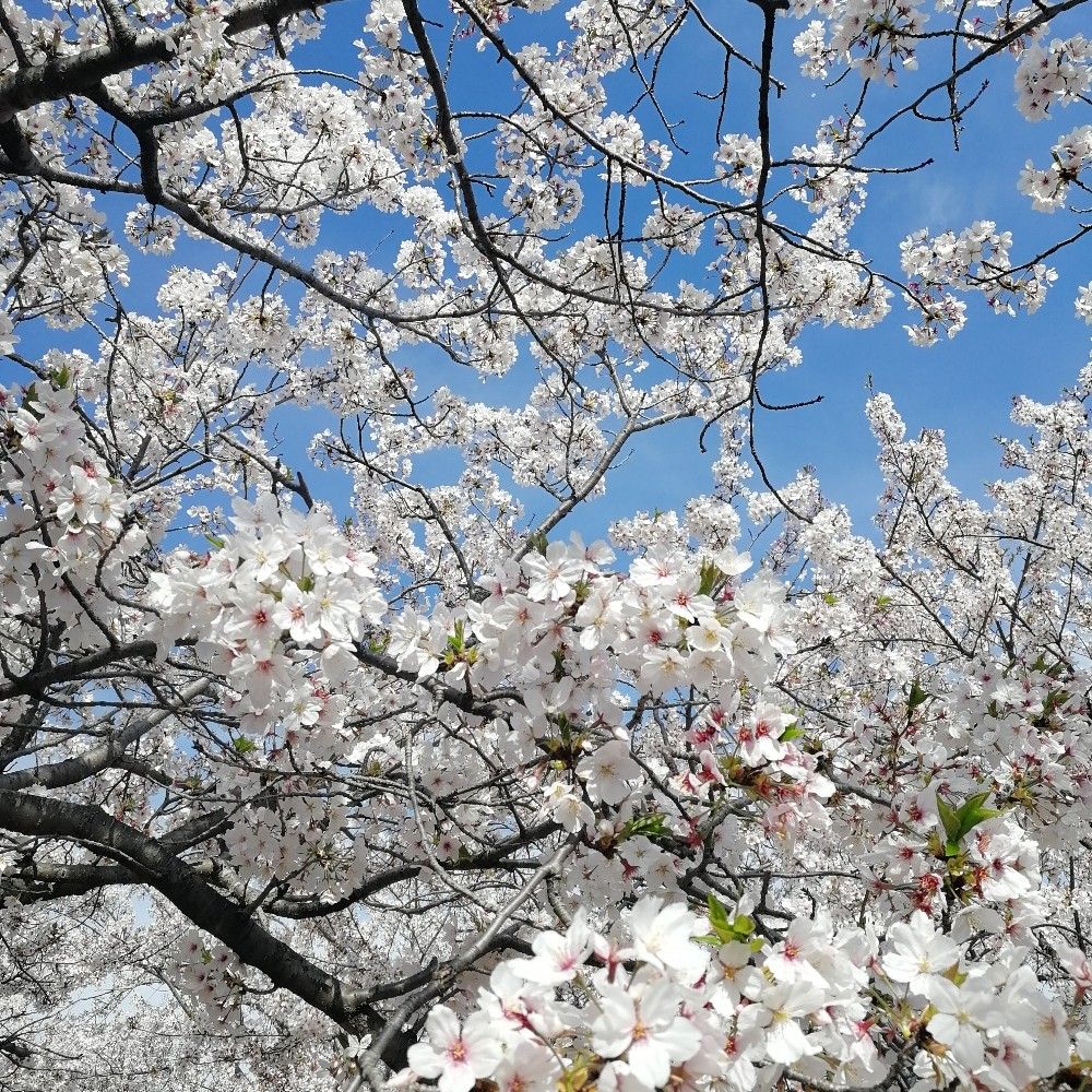 mesi-mogu.bsky.social