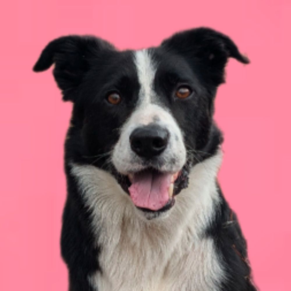 Gidge the Tripawd